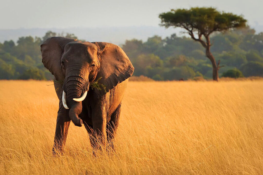 A large elephant standing in tall yellow grass with white tusks staring at the camera to the left of the frame. in the background are bushes and one single tree to the right. elephants are common to see on an accessible Kenya safari.