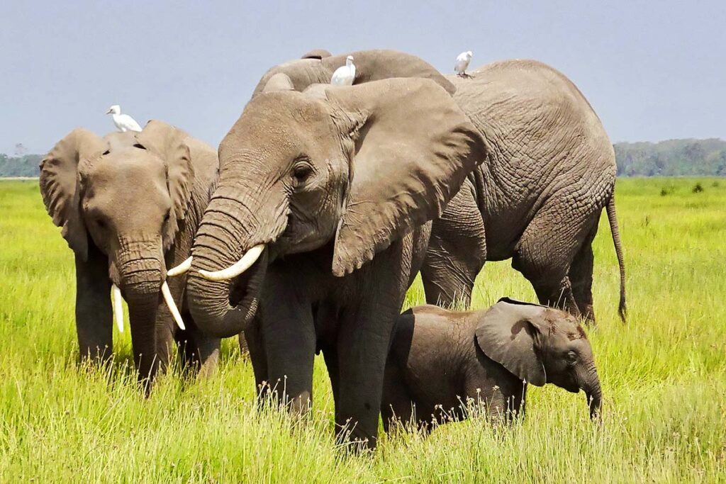A small herd of elephants in Amboseli National Park, one of the stops on our wheelchair accessible safari in Kenya. There is tall green grass surrounding them and white birds perched on their backs with the blue sky behind.