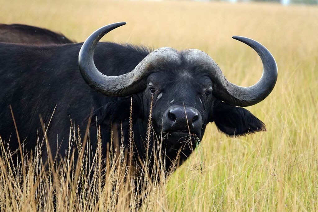 A beautiful Water Buffalo in the tall grass of Masai Mara National Reserve, a top destination on this accessible Kenya safari.