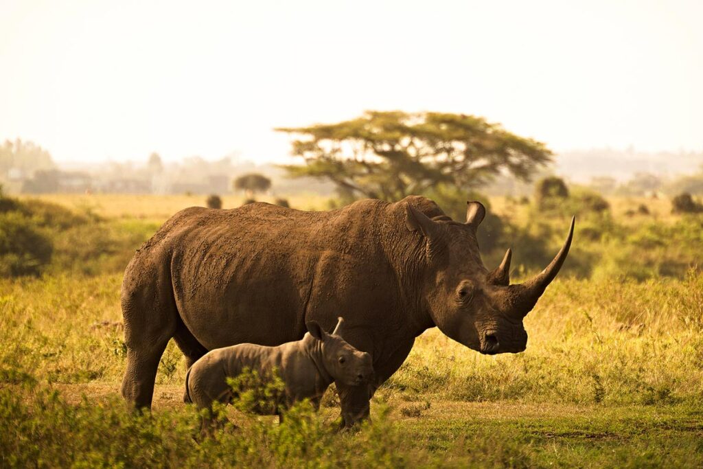 A mother and baby rhino in the savannah grasslands of Kenya during the golden hour with beautiful acacia trees in the distance. The rhino sanctuary is a highlight on this accessible safari in Kenya.
