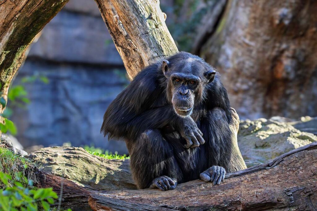 An adult chimpanzee sitting on large logs looking directly at the camera surrounded by tree trunks and some greenery on the ground in Ol Pejeta in Kenya, a highlight on this accessible safari in Kenya.